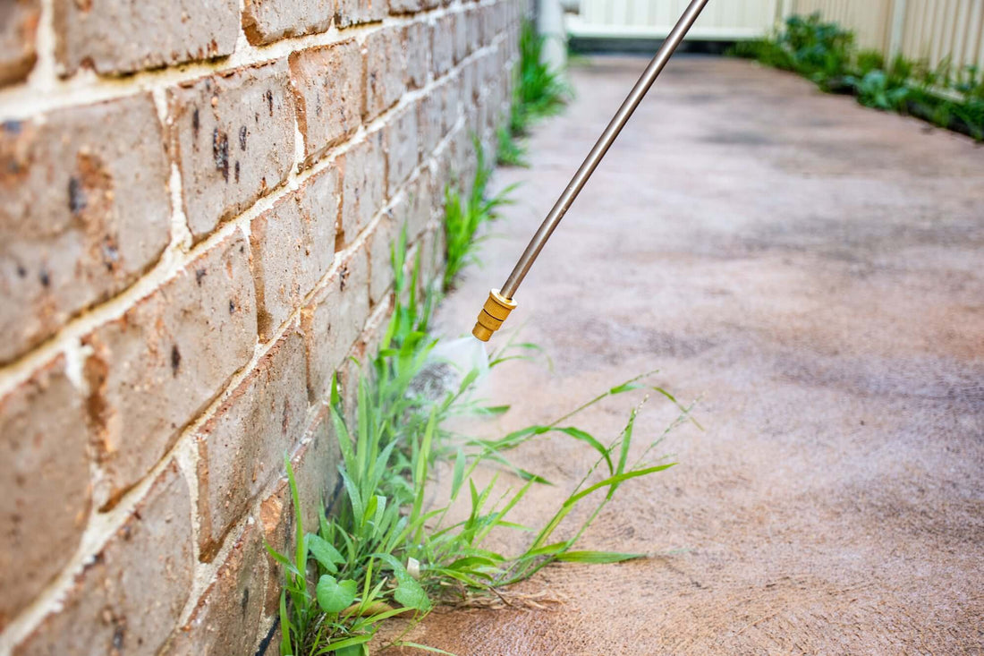 Will Salt Water Kill Weeds? What You Need to Know About Using Salt to Kill Weeds